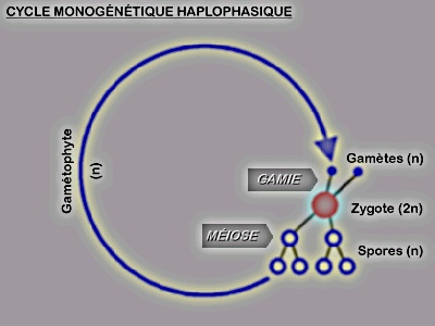 Cycle monogntique haplophasique