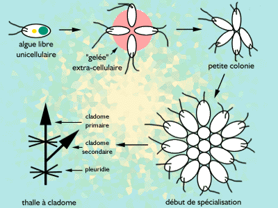 Evolution des algues