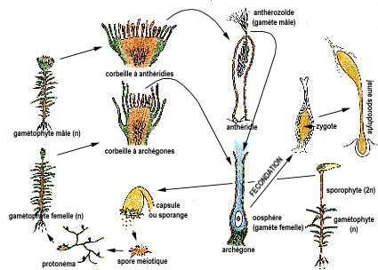 Cycle de reproduction des bryophytes