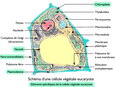 Schéma cliquable de la cellule végétale eucaryote