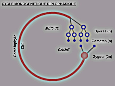 Cycle monogntique diplophasique