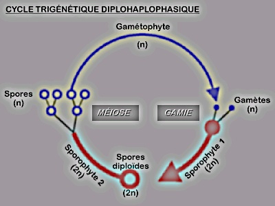 Cycle trigntique diplohaplophasique