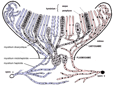 Cycle trigntique  deux sporophytes