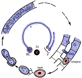 Cycle de la Spirogyre