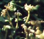 Marchantia polymorpha