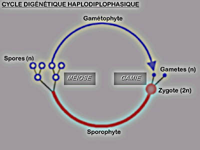 Cycle digntique haplodiplophasique